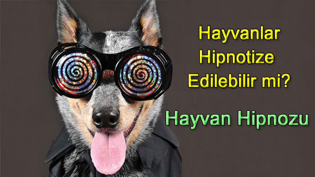 Hayvan Hipnozu | Hayvanlar Hipnotize Edilebilir mi?